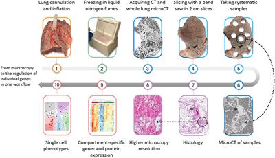 From Macroscopy to Ultrastructure: An Integrative Approach to Pulmonary Pathology